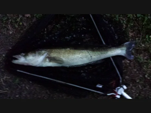 Zander