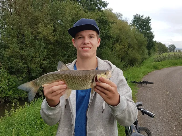 Döbel