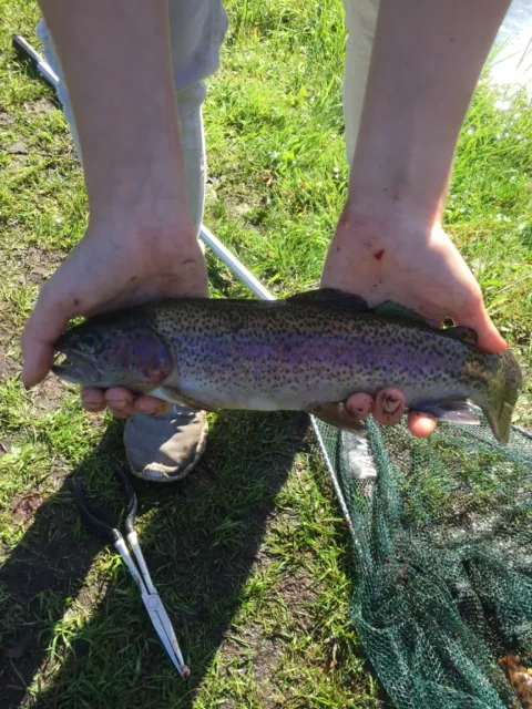 Regenbogenforelle