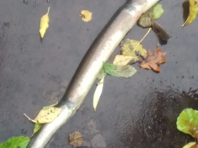 Aal