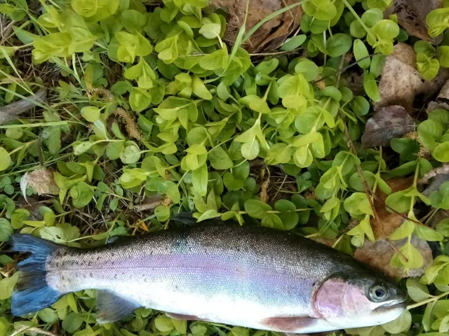Regenbogenforelle