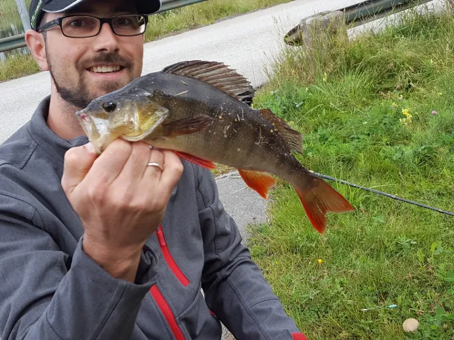 Flussbarsch