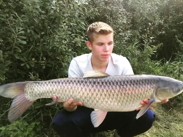 Graskarpfen