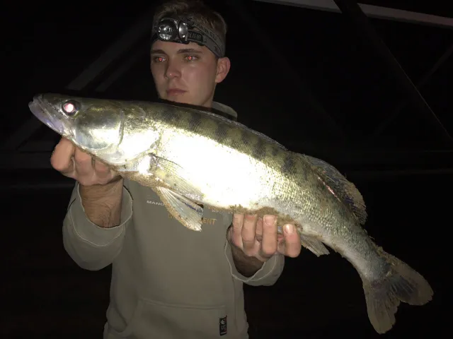 Zander