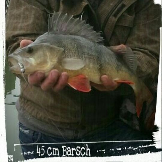 Flussbarsch