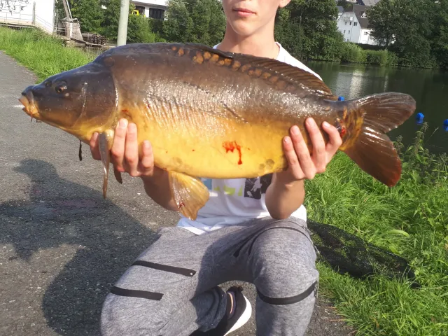 Karpfen