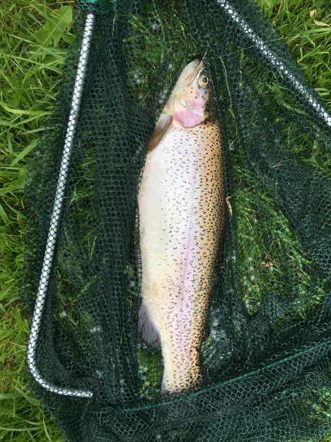 Regenbogenforelle
