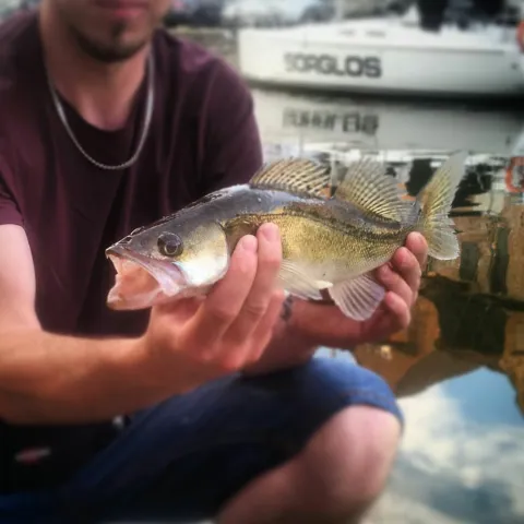 Zander