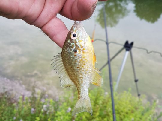 Sonnenbarsch