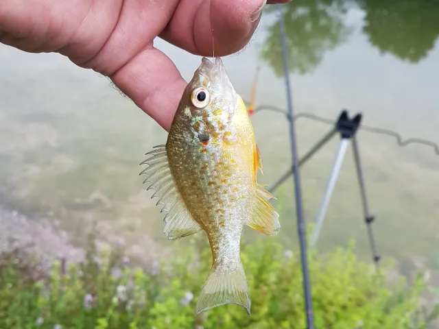 Sonnenbarsch