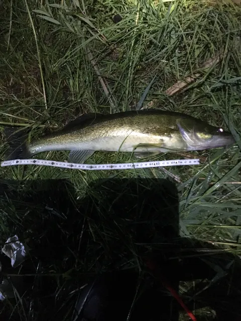 Zander