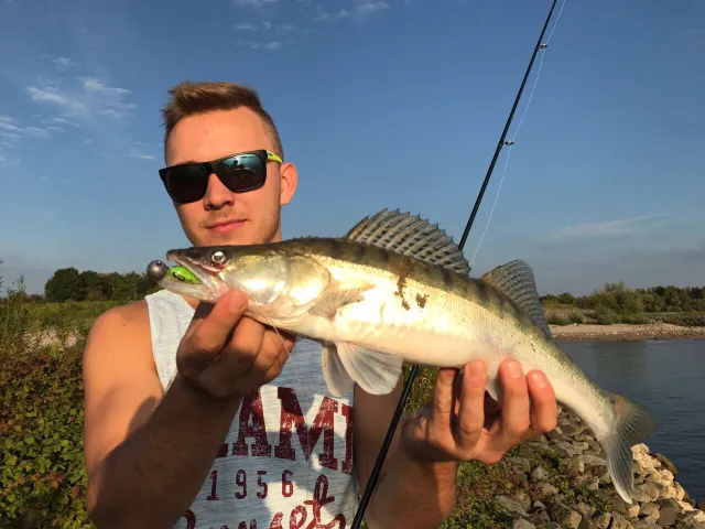 Zander