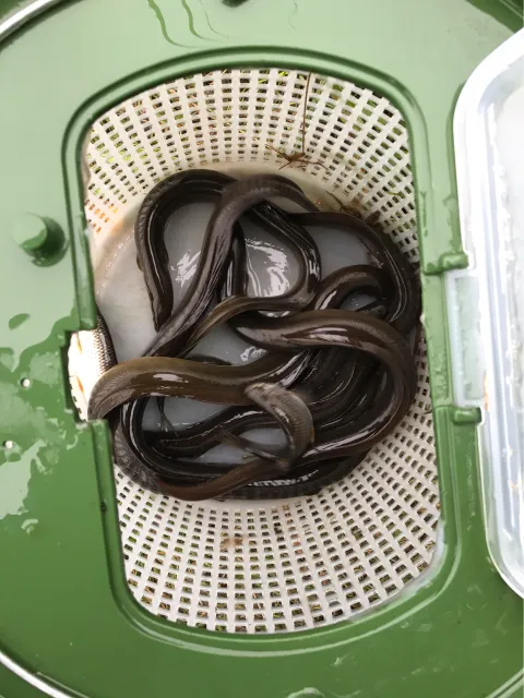 Aal