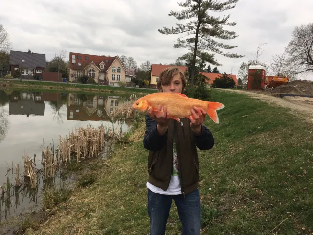 Goldorfe