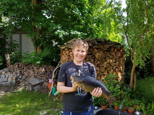 Karpfen