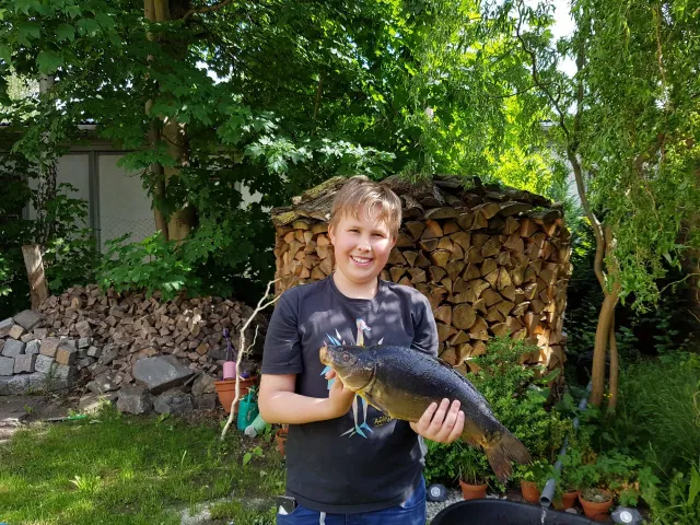 Karpfen