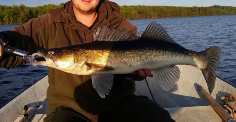 Zander