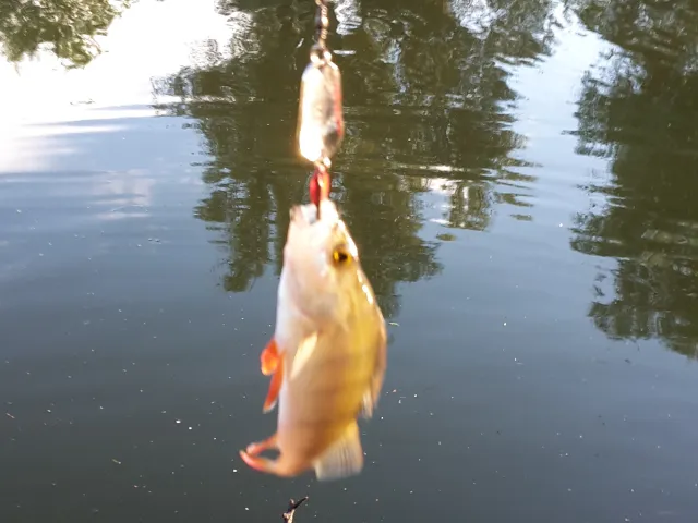 Flussbarsch