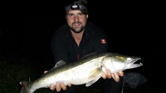 Zander