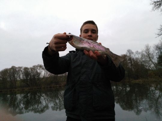 Regenbogenforelle