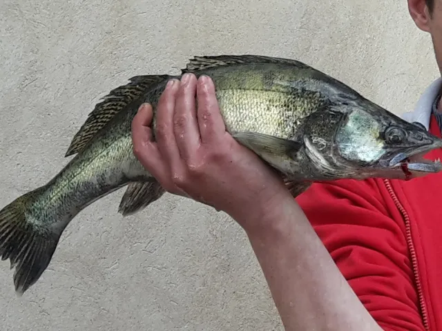 Zander