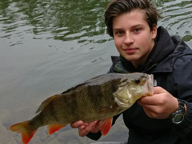 Flussbarsch