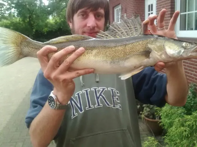 Zander