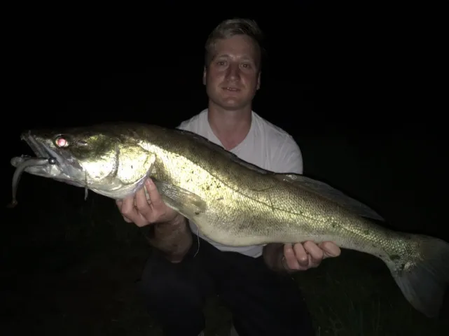 Zander