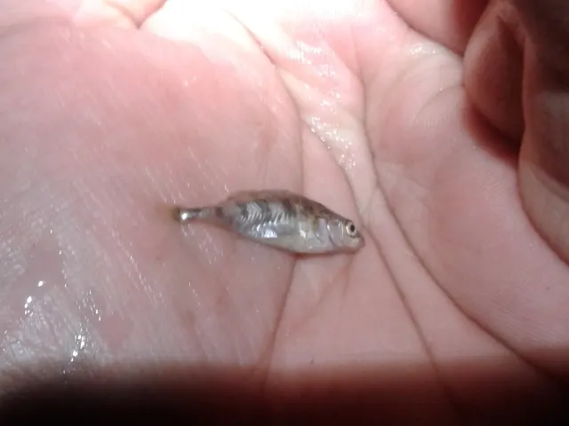 Flussbarsch