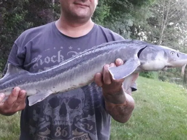 Stör