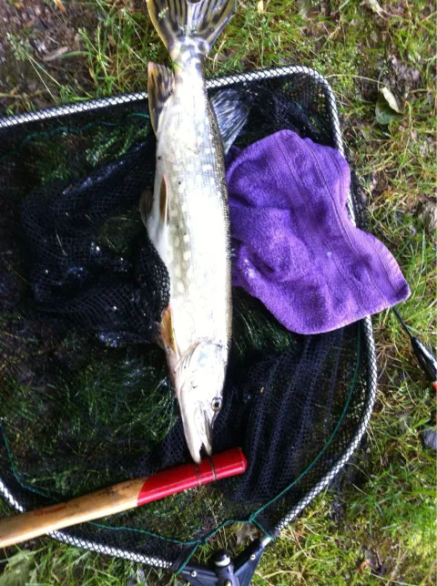 Hecht