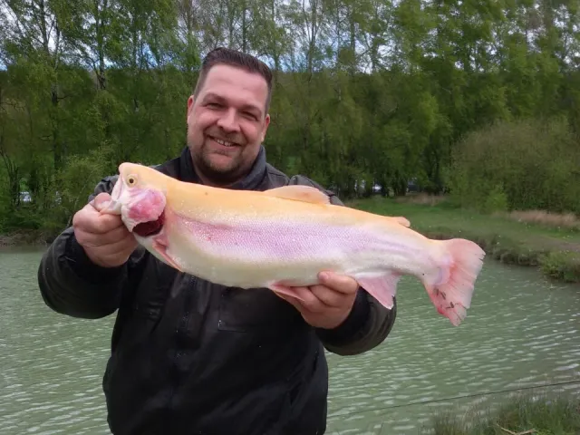 Regenbogenforelle