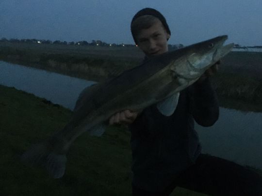 Zander