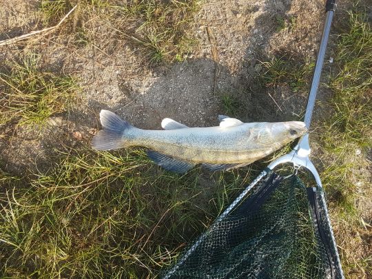 Zander