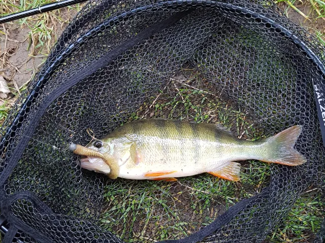 Flussbarsch