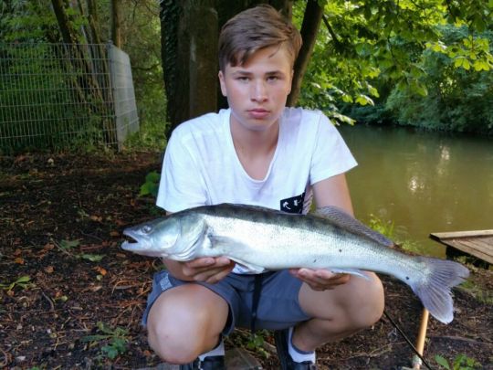 Zander