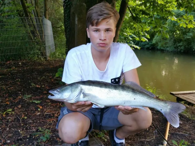 Zander