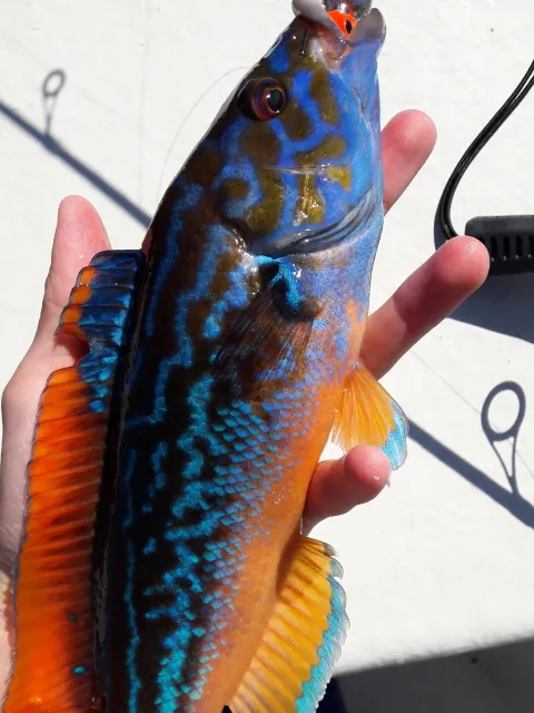 Lippfisch
