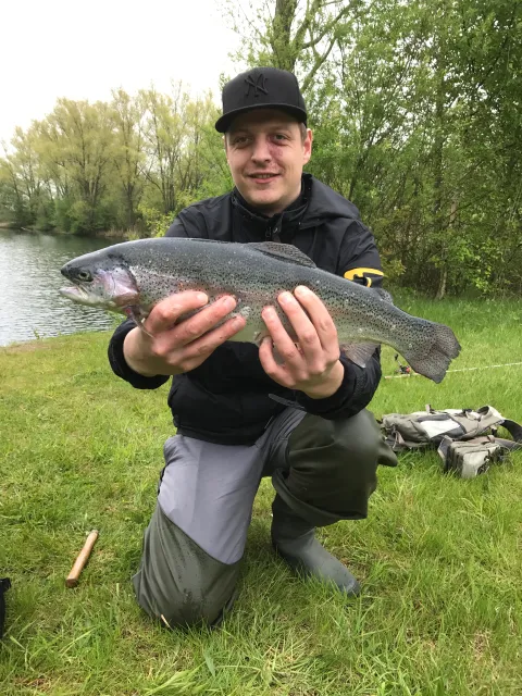 Regenbogenforelle