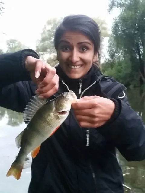 Flussbarsch