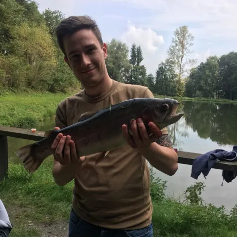 Regenbogenforelle