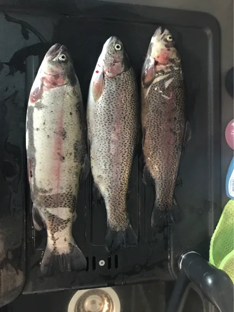 Regenbogenforelle