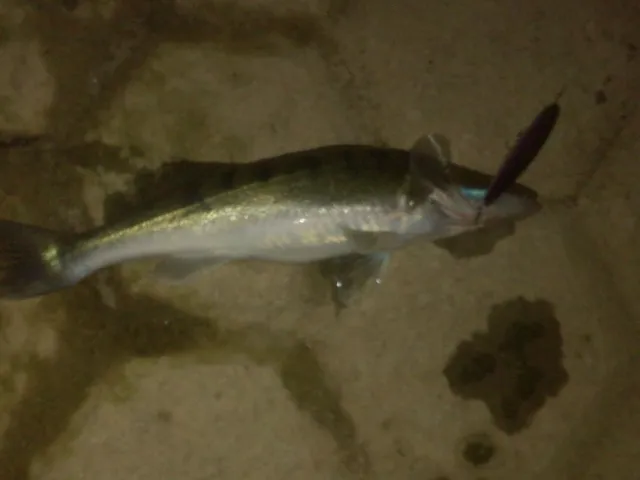 Zander