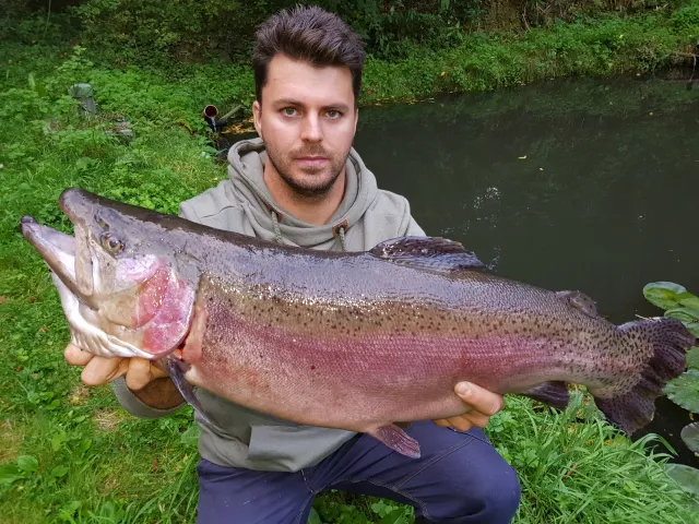 Regenbogenforelle