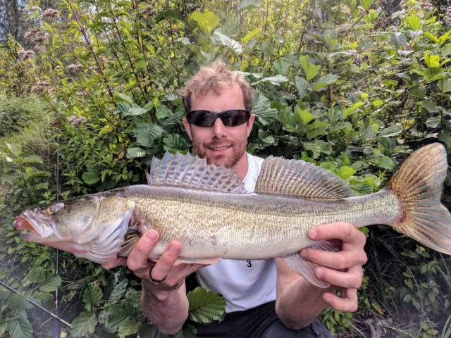 Zander