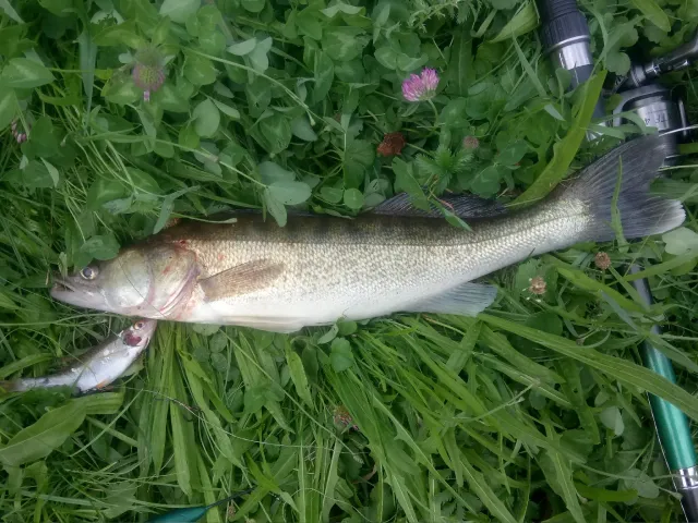 Zander