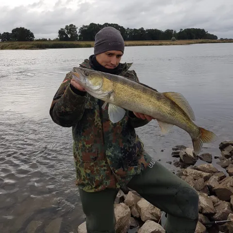 Zander