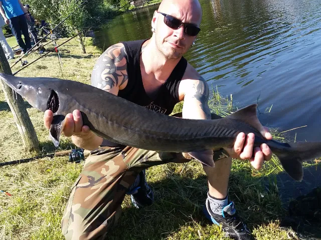 Stör