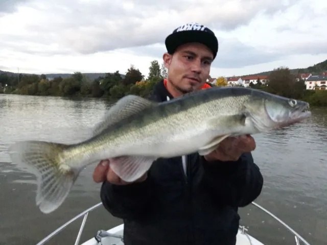 Zander