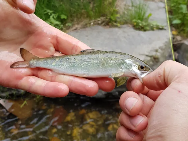 Lachs